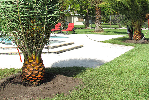 Palm Tree Installation